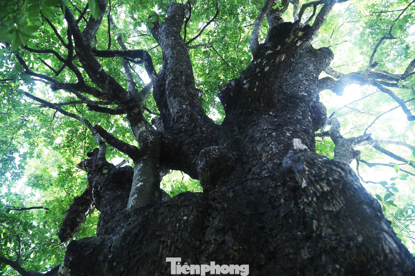 Cây thị cao 21m, đường kính 1,6m, phải 5-6 người lớn dang tay ôm mới xuể.