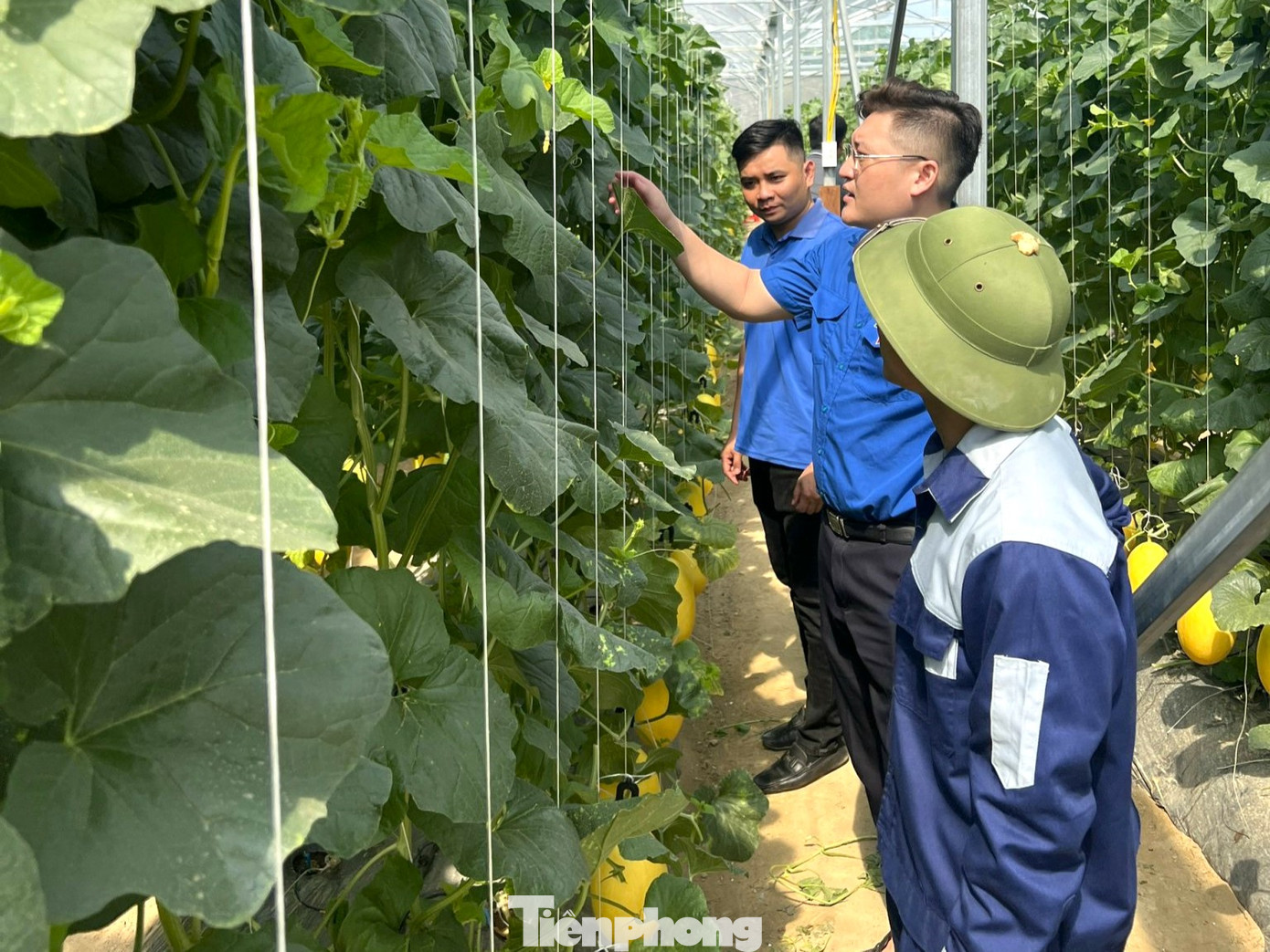 Thời gian qua, vườn dưa lưới anh Du có nhiều đoàn tới tham quan, học hỏi kinh nghiệm. Thời gian qua, vườn dưa lưới anh Du có nhiều đoàn tới tham quan, học hỏi kinh nghiệm.