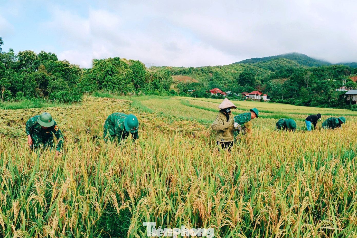 Từ sáng sớm, các cán bộ, chiến sĩ bộ đội Biên phòng Nghệ An đã có mặt trên những cánh đồng lúa chín vàng để giúp người dân gặt lúa. Hoạt động này là một trong những nhiệm vụ quan trọng trong công tác dân vận, góp phần thắt chặt tình cảm quân dân nơi biên giới.