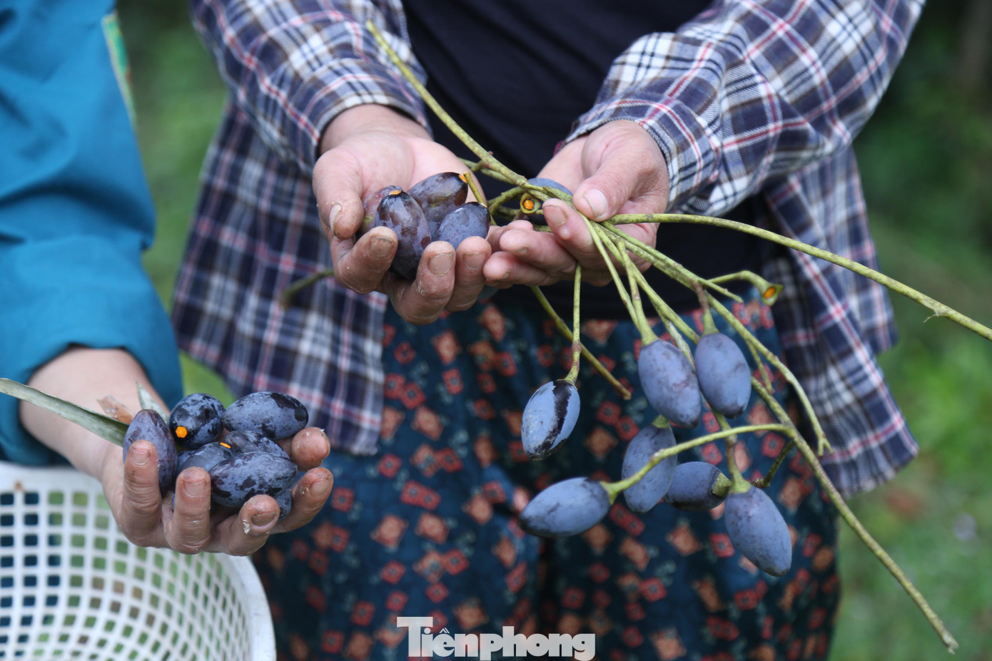 Theo người dân địa phương, trám đen năm nay không được mùa, chín muộn hơn so với năm trước. Khi trám chín phải thu hoạch đúng thời điểm, nếu hái sớm thì quả còn xanh, nếu hái muộn, quả trám sẽ bị dính nhiều nhựa và nhanh hỏng.