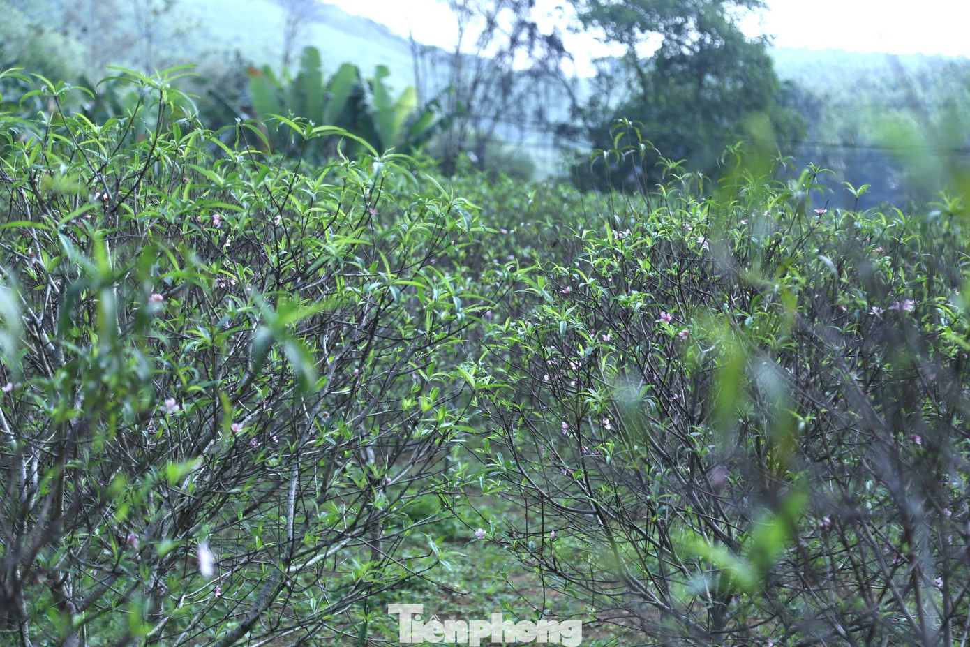 Ông Cao Xuân Toản, Chủ tịch UBND xã Kim Thành, huyện Yên Thành cho biết: “Trồng đào phai là một trong những nghề mang lại giá trị kinh tế cao cho bà con vào mỗi dịp cuối năm. Tuy nhiên, năm nay người dân đang rất lo lắng vì sản phẩm của mình làm ra sẽ khó tiêu thụ do hoa nở sớm. Khác với những năm trước, hiện nay số đào trên toàn xã đã nở hoa 70%, số còn lại cũng đã có nụ to”. Ông Cao Xuân Toản, Chủ tịch UBND xã Kim Thành, huyện Yên Thành cho biết: “Trồng đào phai là một trong những nghề mang lại giá trị kinh tế cao cho bà con vào mỗi dịp cuối năm. Tuy nhiên, năm nay người dân đang rất lo lắng vì sản phẩm của mình làm ra sẽ khó tiêu thụ do hoa nở sớm. Khác với những năm trước, hiện nay số đào trên toàn xã đã nở hoa 70%, số còn lại cũng đã có nụ to”.