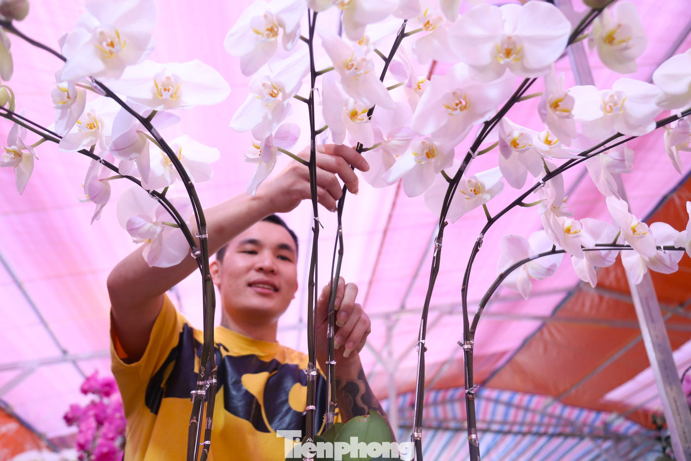 Từ TP Hồ Chí Minh, anh Đức Yên (35 tuổi) ra Nghệ An theo lời mời của chủ các cửa hàng kinh doanh hoa lan. Theo anh Yên, làm công việc này không thể rập khuôn, cứng nhắc mà phải luôn đổi mới, sáng tạo, phù hợp với yêu cầu thẩm mỹ ngày càng cao của khách hàng. Từ TP Hồ Chí Minh, anh Đức Yên (35 tuổi) ra Nghệ An theo lời mời của chủ các cửa hàng kinh doanh hoa lan. Theo anh Yên, làm công việc này không thể rập khuôn, cứng nhắc mà phải luôn đổi mới, sáng tạo, phù hợp với yêu cầu thẩm mỹ ngày càng cao của khách hàng.