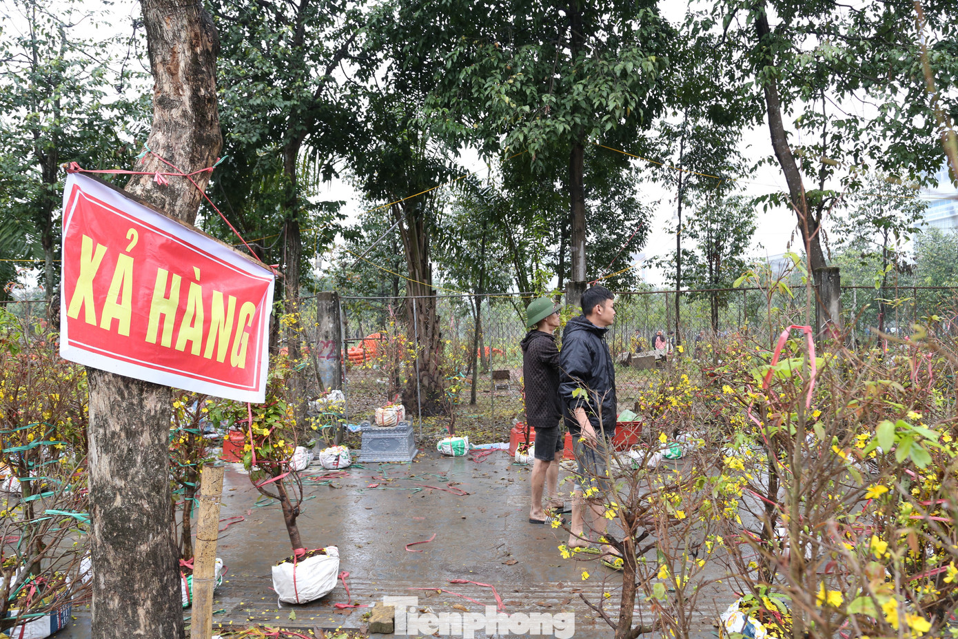 Ghi nhận chiều 9/2 (30 Tết), tại các chợ hoa xuân ở TP Vinh, Nghệ An, nhiều tiểu thương bán mai, quất, đào… xả hàng, đại hạ giá với mong muốn có thêm chút vốn, cứu vớt một vụ mùa thất bát.