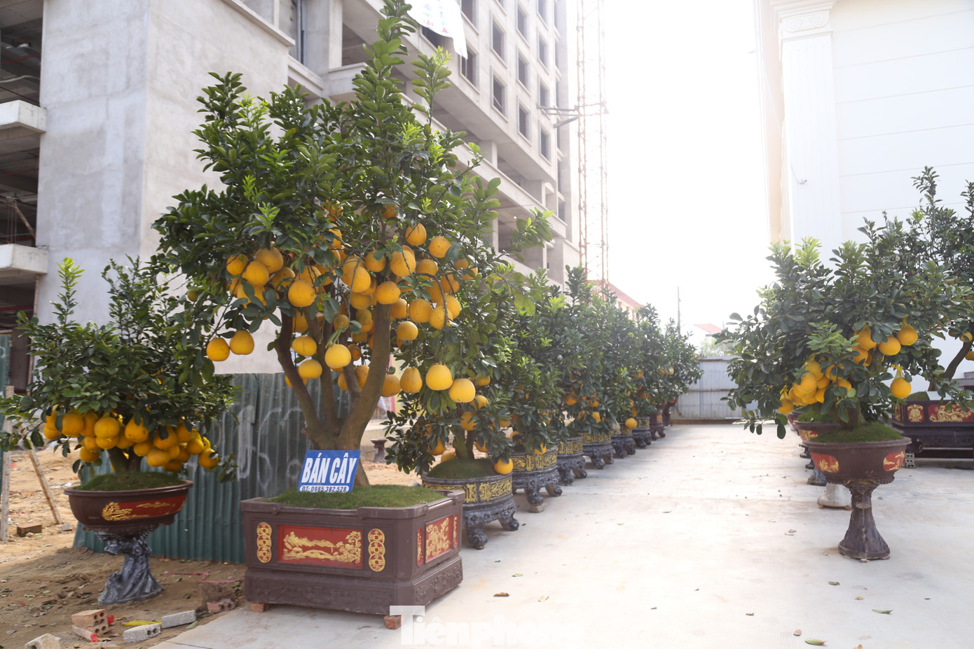 Anh Phong - một tiểu thương kinh doanh cây cảnh Tết lâu năm tại TP Vinh - đầu tư tiền tỷ nhập cây cảnh bán Tết. Tuy nhiên, đến nay, anh đang đau đầu với việc xử lý hàng chục cây bưởi Diễn ế ẩm. “Năm nay là năm thua lỗ nặng nhất. Số lượng bán ra chỉ được khoảng 50% thôi. Sau 3 ngày Tết, ngày nào tôi cũng hy vọng sẽ có khách ghé hỏi mua nhưng không có. Giá giờ rẻ lắm rồi” anh Phong chia sẻ.