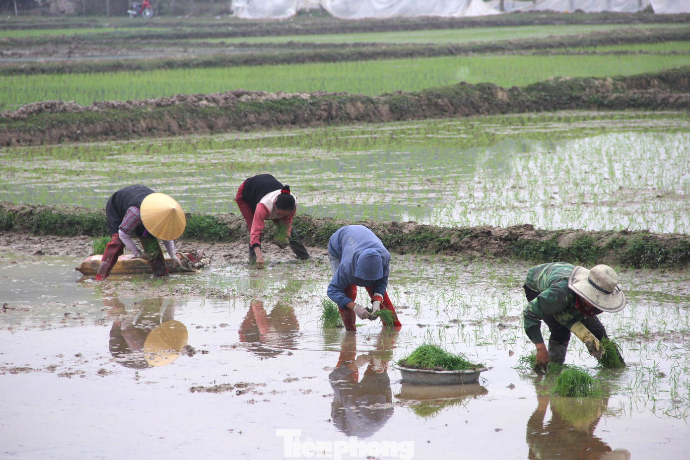 Với thời tiết thuận lợi những ngày đầu năm mới, bà con nông dân khắp tỉnh Nghệ An xuống đồng chăm sóc, gieo cấy lúa vụ Xuân với niềm hi vọng mùa màng bội thu.