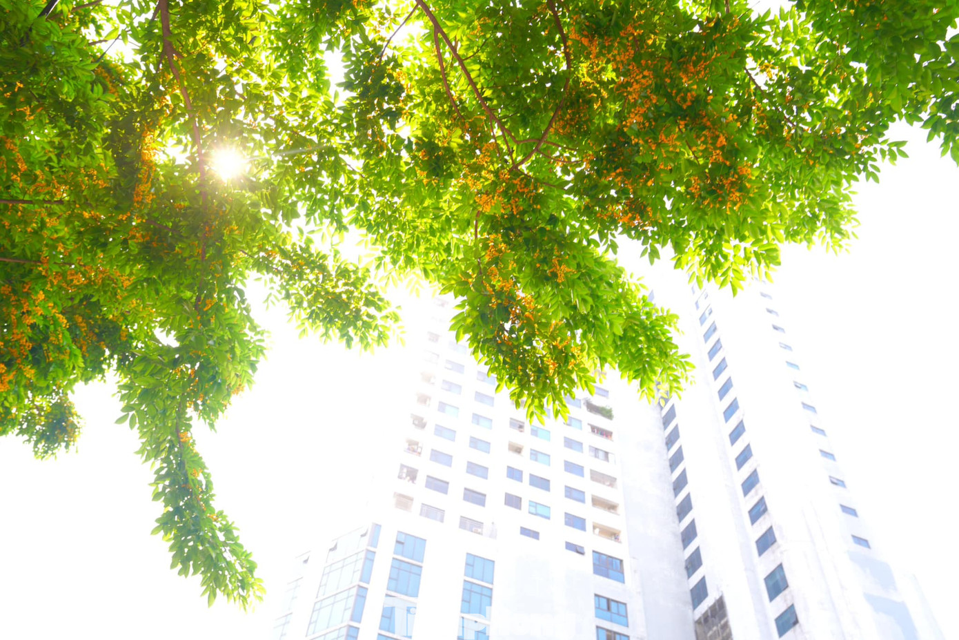 Trong nắng vàng, hoa giáng hương càng trở nên rực rỡ.