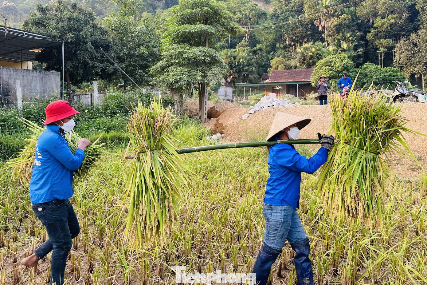 Đón những bao lúa vừa được các đoàn viên, thanh niên gặt, tuốt đưa về tận nhà, ông Ngân Quốc Tuấn (bản Nam Sơn, xã Môn Sơn) xúc động: “Gia đình khó khăn, lại neo người, trong khi lúa đã chín rộ ngoài đồng mà không thể gặt được. Rất may có các cháu đoàn thanh niên, công an hỗ trợ kịp thời. Gia đình tôi cảm ơn lắm”.
