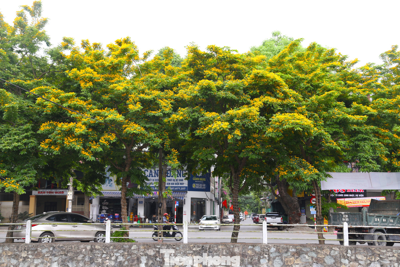 Giáng hương là loài cây thân gỗ, cho bóng xanh mát. Cây có dáng thanh thoát, gợi vẻ đẹp mong manh nhưng vô cùng quyến rũ.