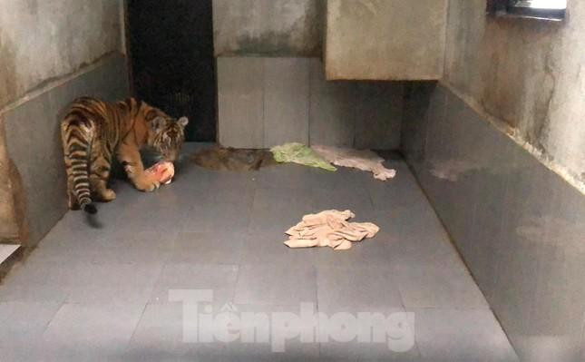 Sau nửa năm chăm sóc, nuôi dưỡng, hổ tăng cân, mỗi con đạt trọng lượng 35-40kg