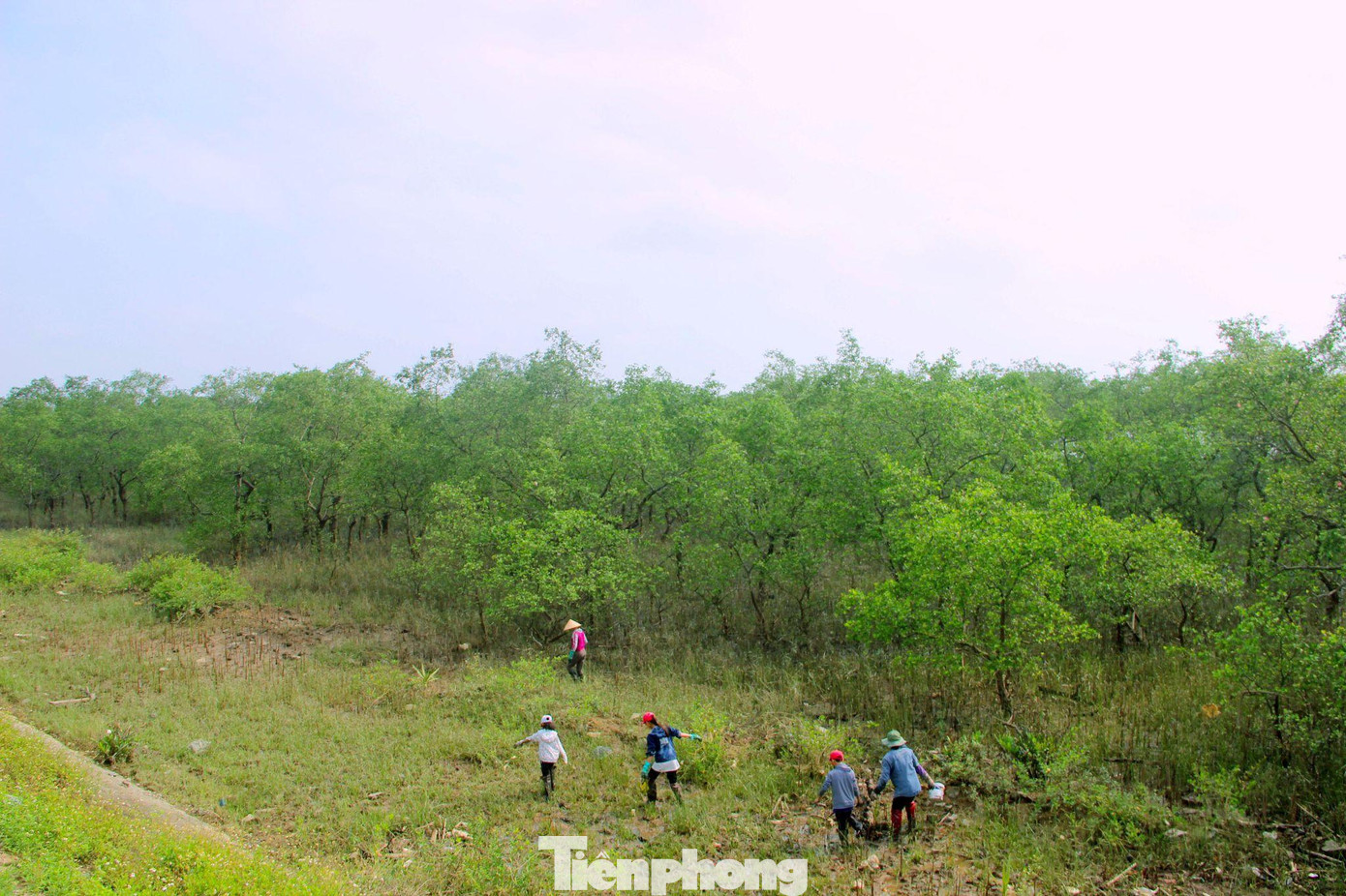Tận dụng nước triều xuống mỗi ngày, người dân các xã ngoại thành Vinh như Hưng Hòa, Hưng Lộc..., trong đó đa số là những em nhỏ từ 10 -15 tuổi, thường tập hợp thành từng nhóm để săn cáy, cho thu nhập khá mỗi ngày.