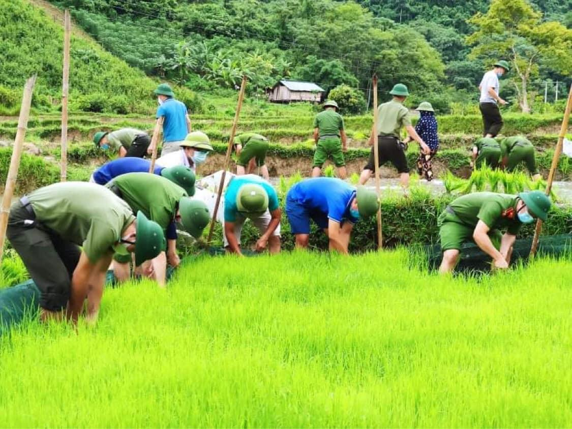 Xuống ruộng cấy lúa giúp người dân bị cách ly ở bản Chằm Puông