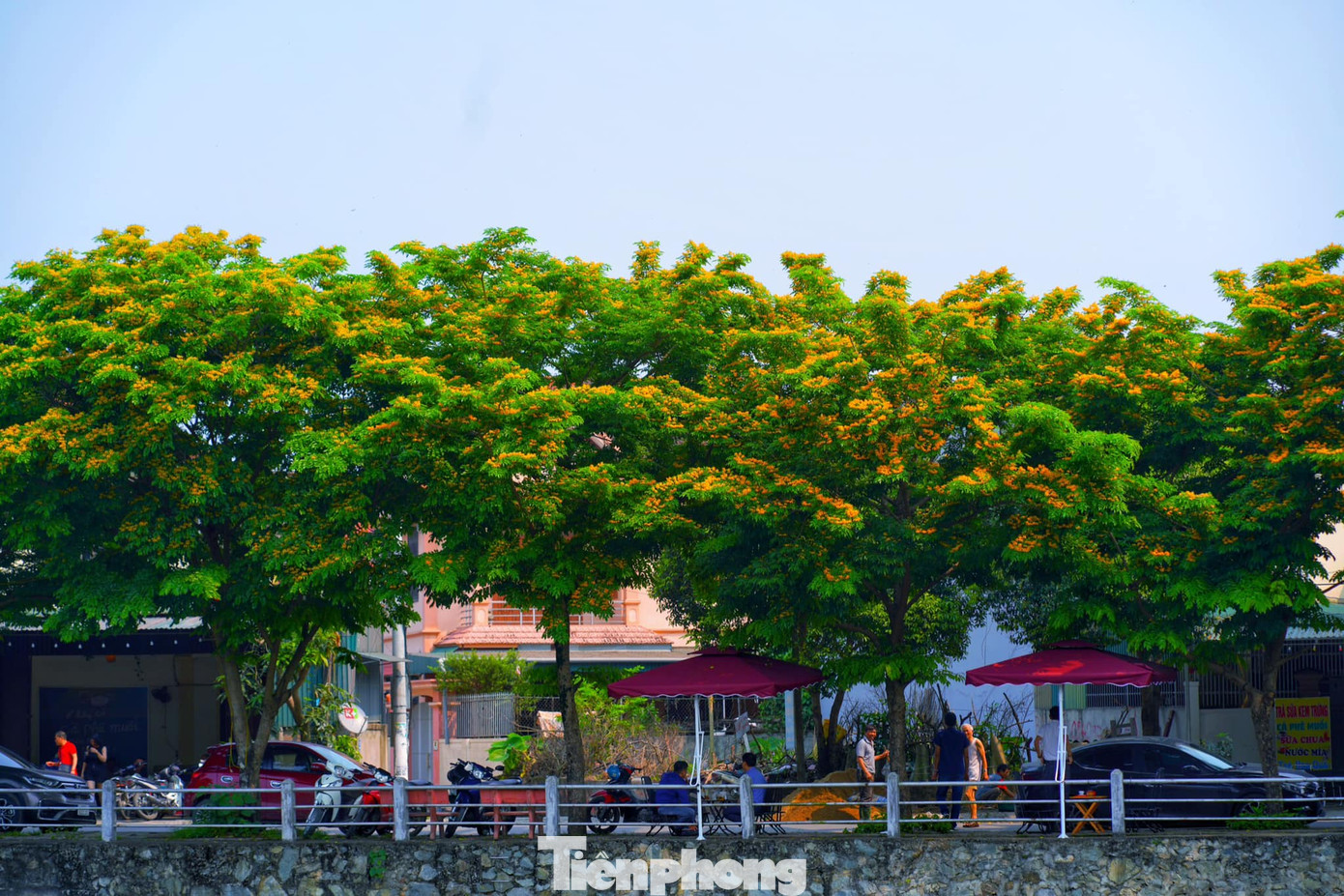 Cây giáng hương (có nơi gọi cây đinh hương) có nguồn gốc từ Ấn Độ và được du nhập sang các nước Đông Nam Á. Đây là một loài cây thân gỗ thuộc họ Đậu (Fabaceae), có tên khoa học là Pterocarpus macrocarpus. Tại Việt Nam, cây giáng hương được trồng rất nhiều để làm cây cảnh.