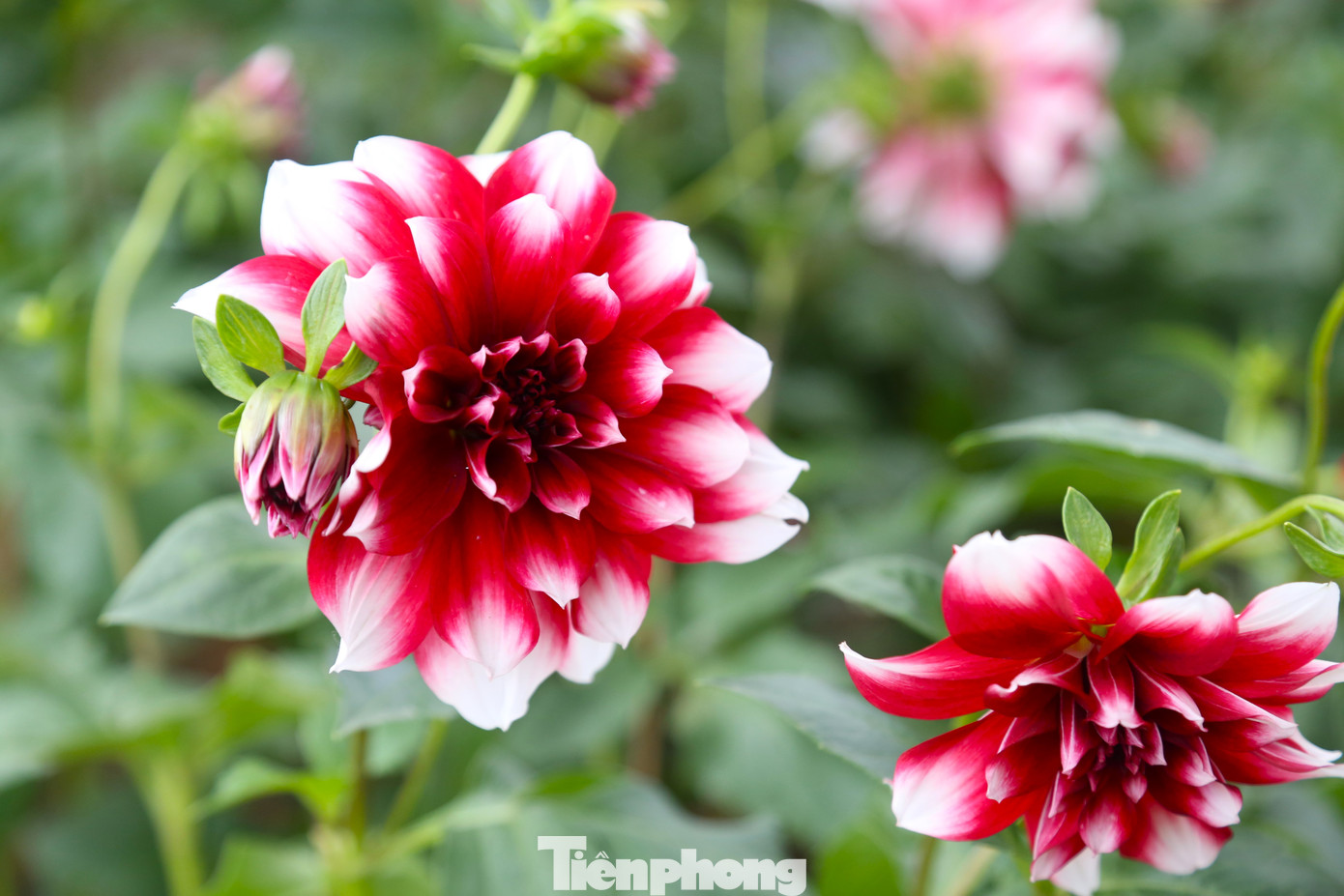 Từ những chậu hoa nhỏ như hoa đồng tiền, cẩm tú cầu, thược dược, cúc mâm xôi… đến những chậu hoa hồng với đủ các loại màu sắc hay hoa trà my chi chít nụ sẵn sàng bung nở.