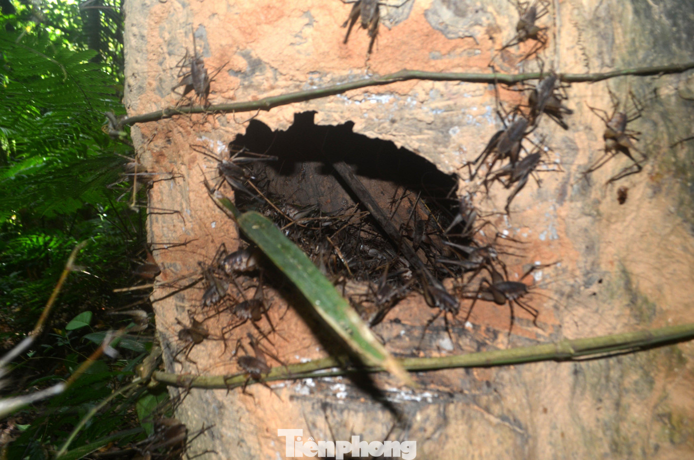 Dế rừng thường làm tổ ở các hốc cây rỗng ruột, tổ mối hay những giếng nước bỏ hoang ở trong rừng, đồi keo. Thức ăn chính của loài này là côn trùng và cây cỏ.