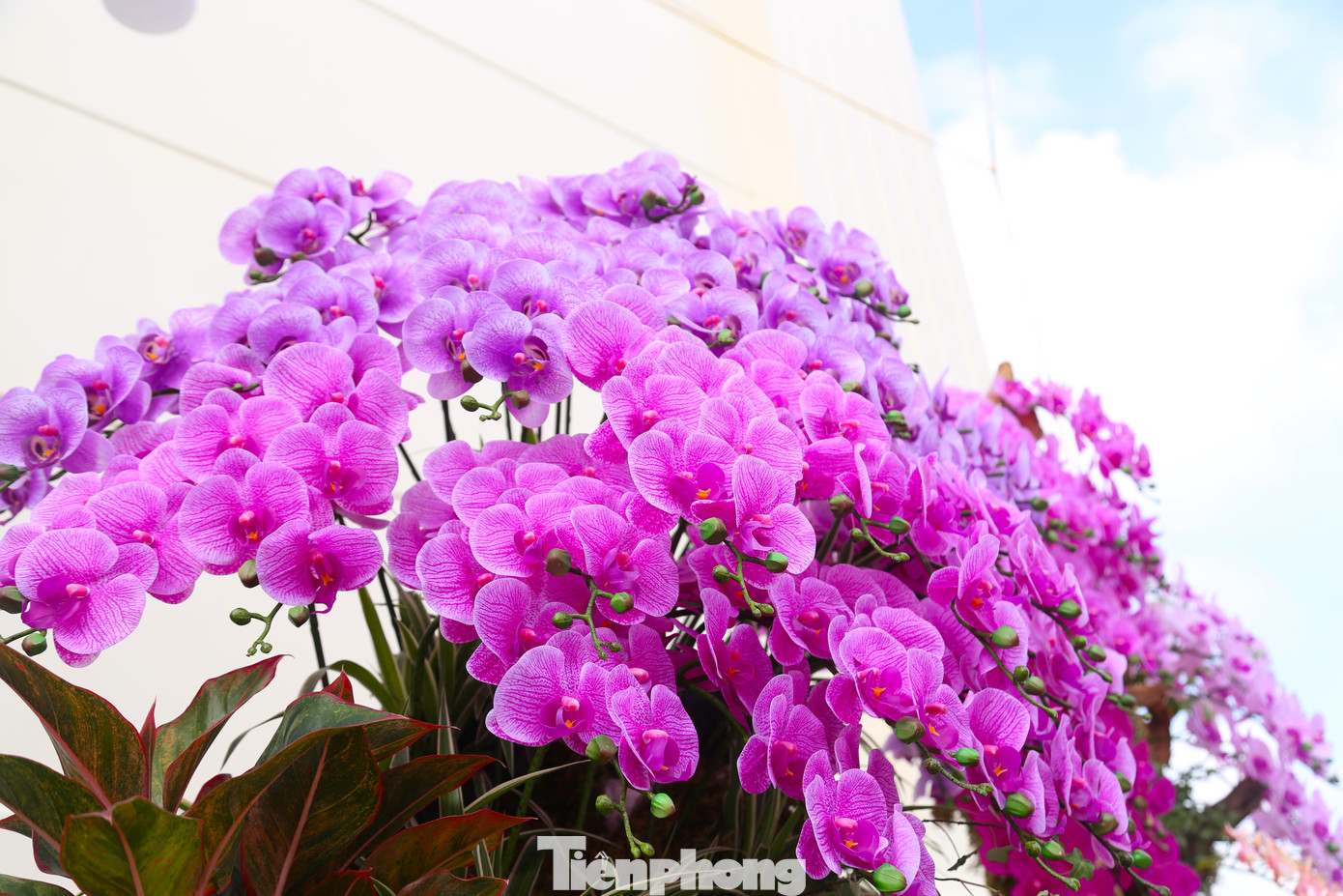 Các thân gỗ lũa được lấy từ trên rừng mang dáng vẻ hoang sơ, tự nhiên. Lan hồ điệp được trồng trên gỗ lũa mang sức hút đặc biệt, gẫn gũi với thiên nhiên.