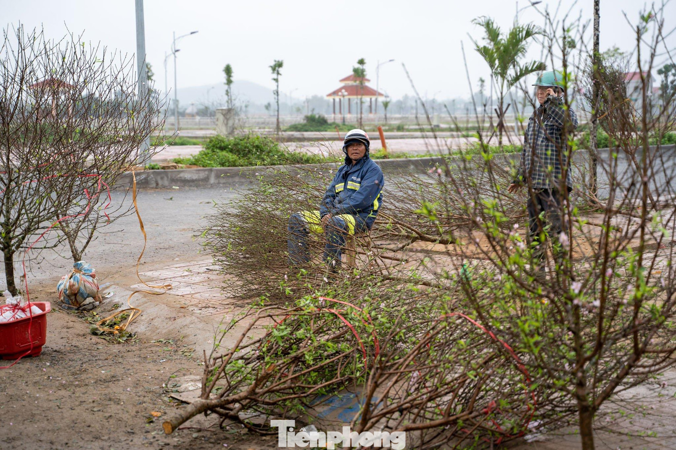 Anh Nguyễn Văn Công (trú ở thị trấn Đô Lương, Nghệ An) nhập về hơn 300 cành đào rừng, tuy nhiên đến thời điểm này vẫn còn gần 100 cành chưa bán được. Những ngày áp Tết, anh đã phải huy động rất nhiều người trong gia đình ra bán đào, nhưng vẫn ế ẩm.