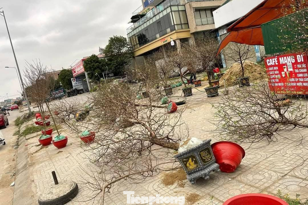 Đào ngã đổ dọc đường 72m, TP. Vinh.