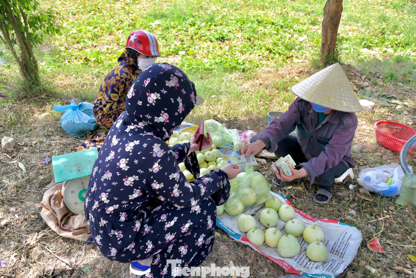 Sau khi thu hoạch, dưa hấu, dưa lê được thương lái thu mua tại ruộng. Ngoài ra, người dân còn mang lên bán cho người đi đường.