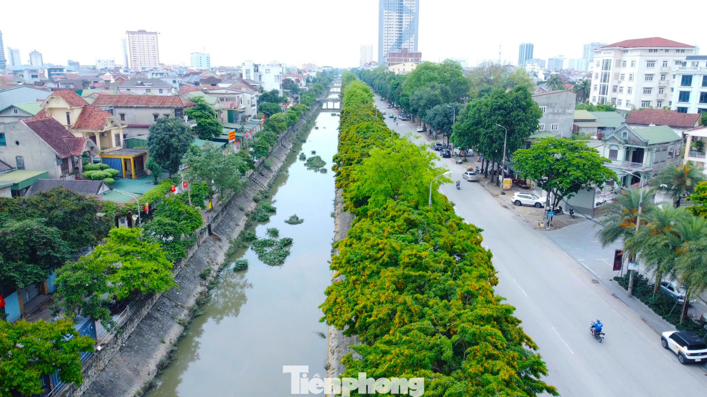 Dọc bờ kênh Bắc, đường Nguyễn Sỹ Sách, hoa giáng hương đua nhau bung nở. Cây giáng hương được thành phố Vinh trồng theo dự án cải tạo kênh Bắc, đến nay đã 7 năm tuổi với hàng trăm gốc trải dài dọc bờ kênh.