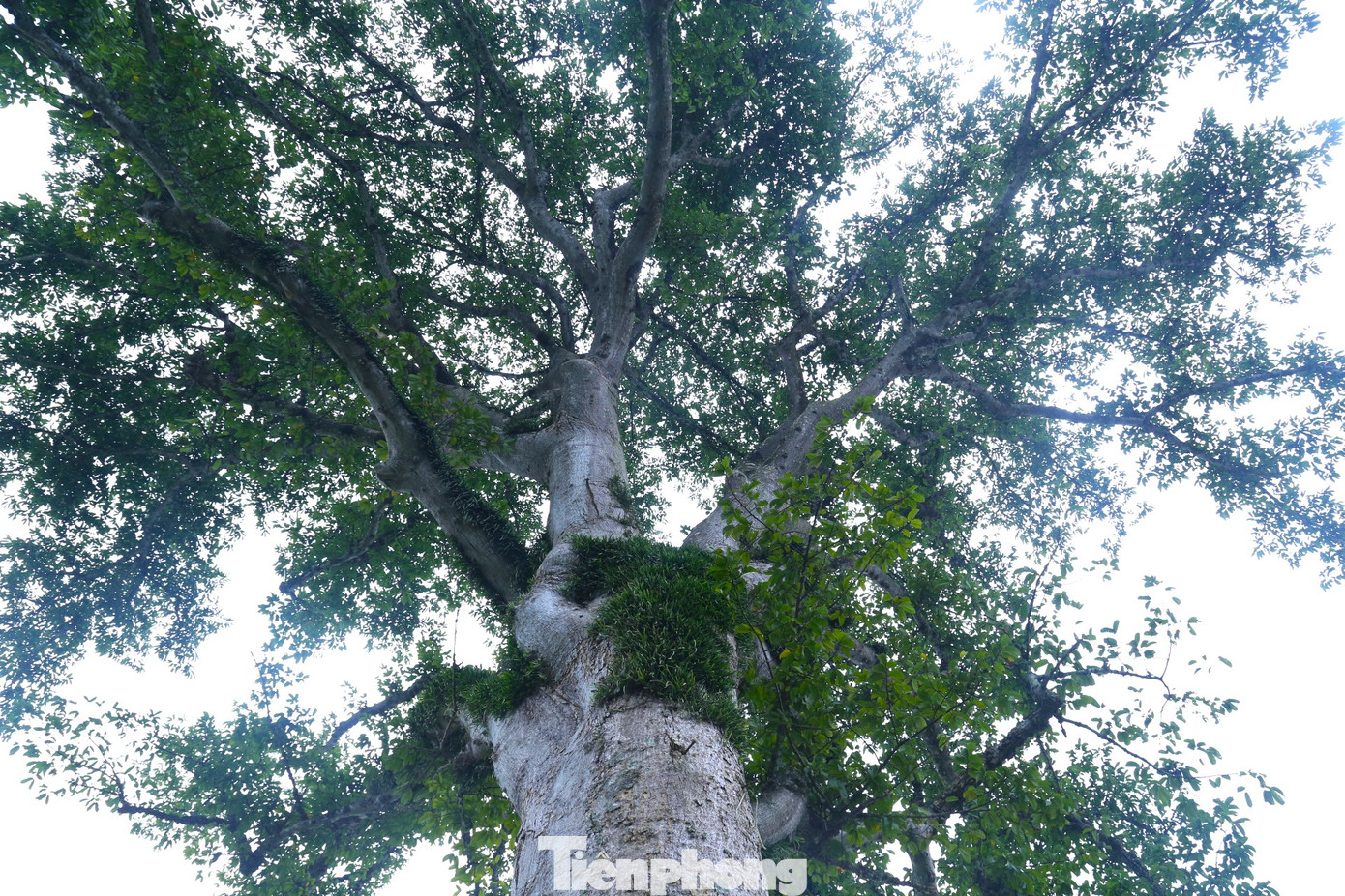 Tồn tại qua hàng trăm năm, cây sui Diên Tràng vẫn xanh tốt, kiên cường trong gió bão; là cây cổ thụ duy nhất còn tồn tại, hiện thân cho sức sống mãnh liệt, bất khuất của làng