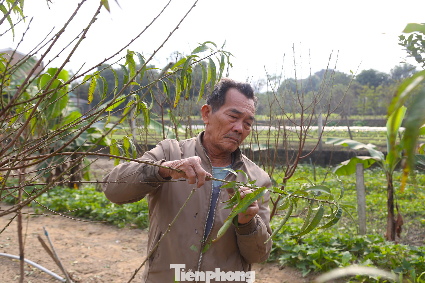 “Thời gian thích hợp nhất để tuốt lá đào là cách Tết khoảng 40-45 ngày. Tuy nhiên, việc tuốt lá còn phụ thuộc vào thời tiết, giống cây và độ tuổi. Tác dụng của việc tuốt lá là để cây tập trung dinh dưỡng làm nụ, đảm bảo nụ hoa ra nhiều, đều, mập, hoa to, cánh dày, màu đẹp”, ông Huyền chia sẻ.