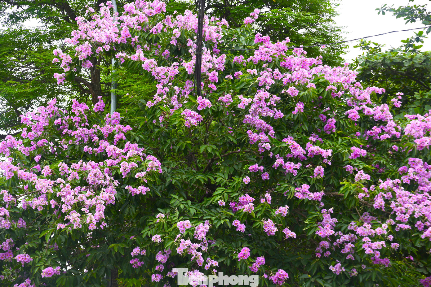 Đây cũng là loại hoa gắn với tình yêu đôi lứa, sự thủy chung.