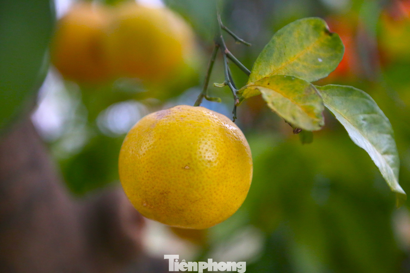 Chanh vàng tứ quý là một trong những cây cảnh được đưa về nhiều trong năm nay. Ưu điểm của dòng này là chơi được rất lâu, khoảng từ 3 đến 4 năm.