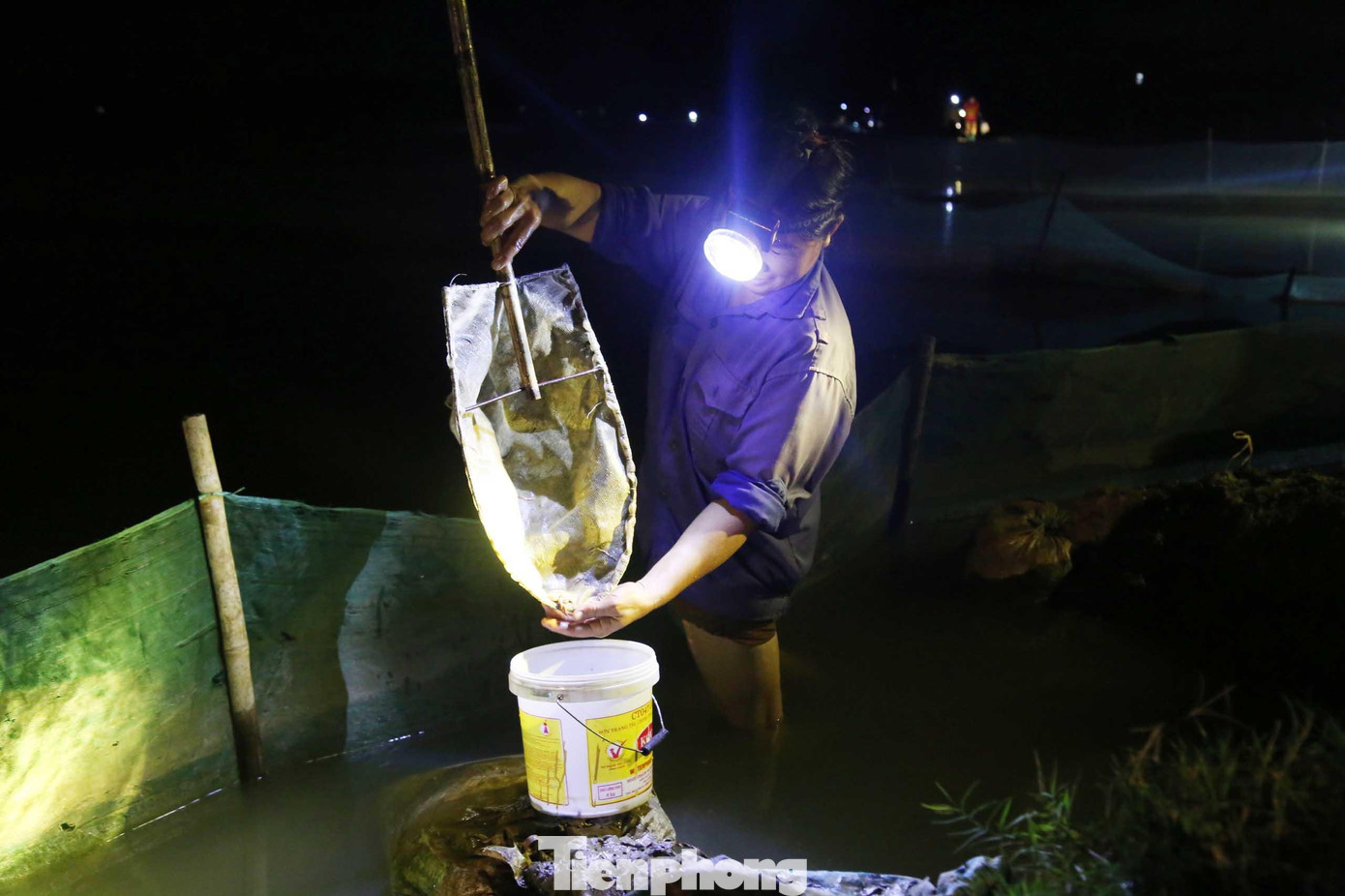 Không phải đầu tư công sức, tiền của nuôi trồng, chăm bón nhưng lại được bán với giá thành cao nên người dân gọi rươi là “lộc trời”.