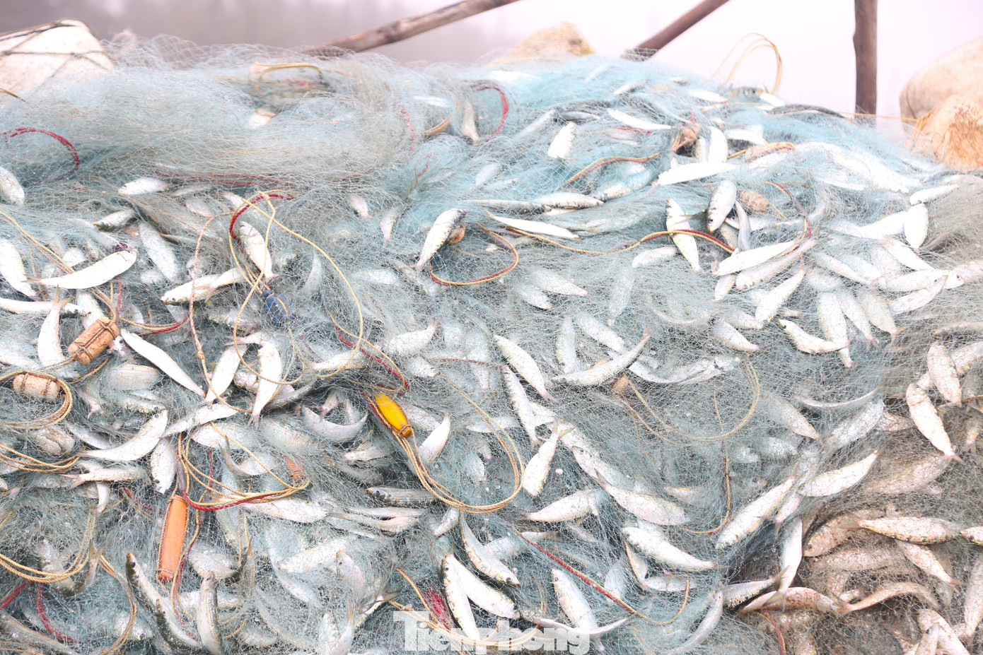 Những tấm lưới nặng trĩu cá.