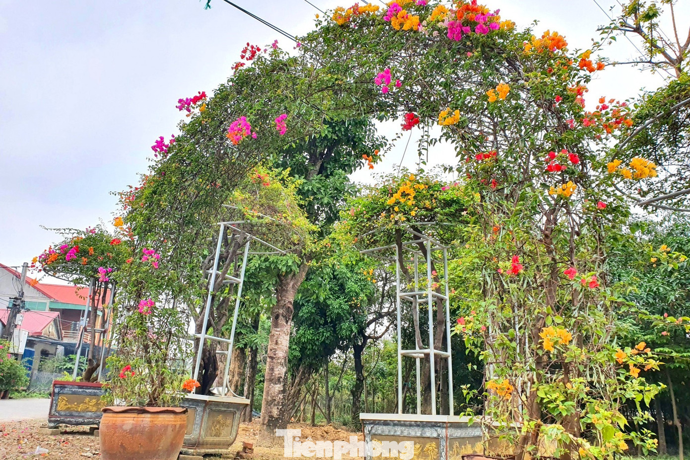 Một chậu hoa giấy được uốn thành hình vòm cung.