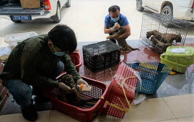 7 con hổ được nhân viên Vườn quốc gia Pù Mát chăm sóc tận tình 7 con hổ được nhân viên Vườn quốc gia Pù Mát chăm sóc tận tình