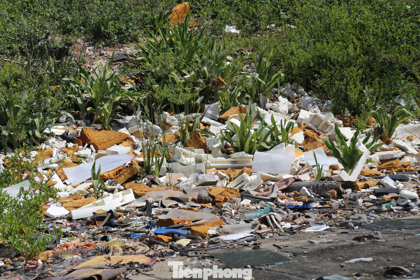 Thực tế, rác thải tập kết bừa bãi ở khu vực đê sông Bùng đe doạ nghiêm trọng tới môi trường, gây bức xúc trong dư luận. Chính vì vậy, việc đảm bảo vệ sinh môi trường xunh quanh, cũng như việc thu gom rác để làm sạch tuyến đê rất được người dân quan tâm.