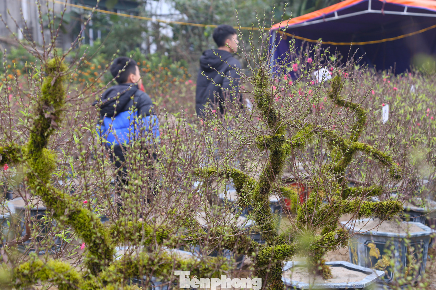 Mỗi cây nhất chi mai có giá từ 1 triệu đồng đến hàng chục triệu đồng, tùy độ tuổi, dáng, kích thước,... Dù không hề rẻ nhưng loại cây này vẫn hút khách mua dịp Tết.