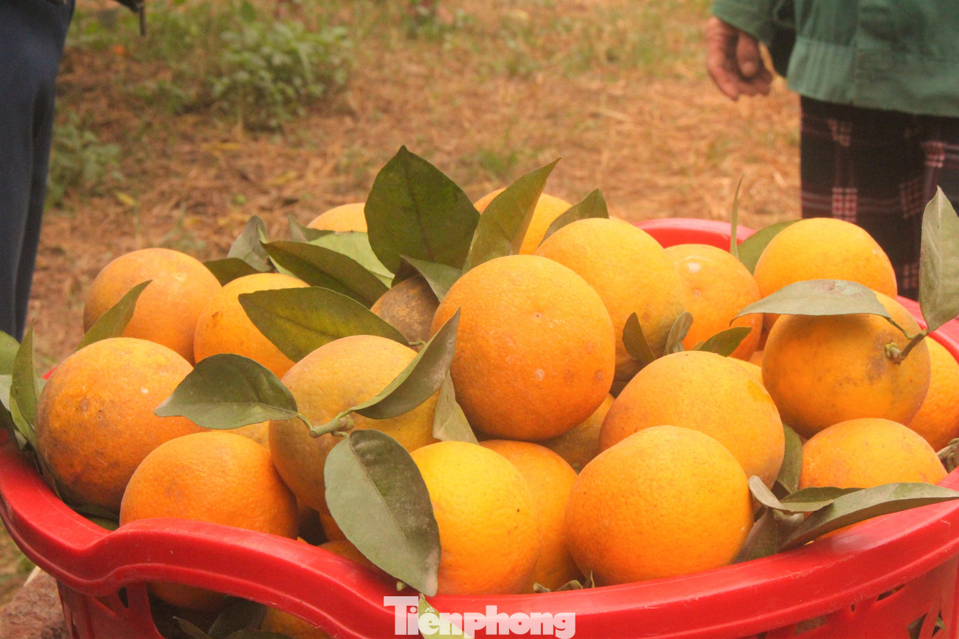 Ông Ngô Văn Tuấn, Chủ tịch UBND xã Đồng Thành cho biết, toàn xã hiện có gần 100 hộ trồng cam, tổng diện tích hơn 130 ha, trong đó có 56 ha cam được cấp giấy chứng nhận Vietgap. “Cây cam mang lại hiệu quả, giá trị kinh tế cao; năm 2021, sản lượng ước đạt 1.400 tấn, cho thu nhập xấp xỉ 43 tỷ đồng. Ngoài ra, còn tạo công ăn việc làm cho 300 - 400 lao động địa phương”. Ông Ngô Văn Tuấn, Chủ tịch UBND xã Đồng Thành cho biết, toàn xã hiện có gần 100 hộ trồng cam, tổng diện tích hơn 130 ha, trong đó có 56 ha cam được cấp giấy chứng nhận Vietgap. “Cây cam mang lại hiệu quả, giá trị kinh tế cao; năm 2021, sản lượng ước đạt 1.400 tấn, cho thu nhập xấp xỉ 43 tỷ đồng. Ngoài ra, còn tạo công ăn việc làm cho 300 - 400 lao động địa phương”.