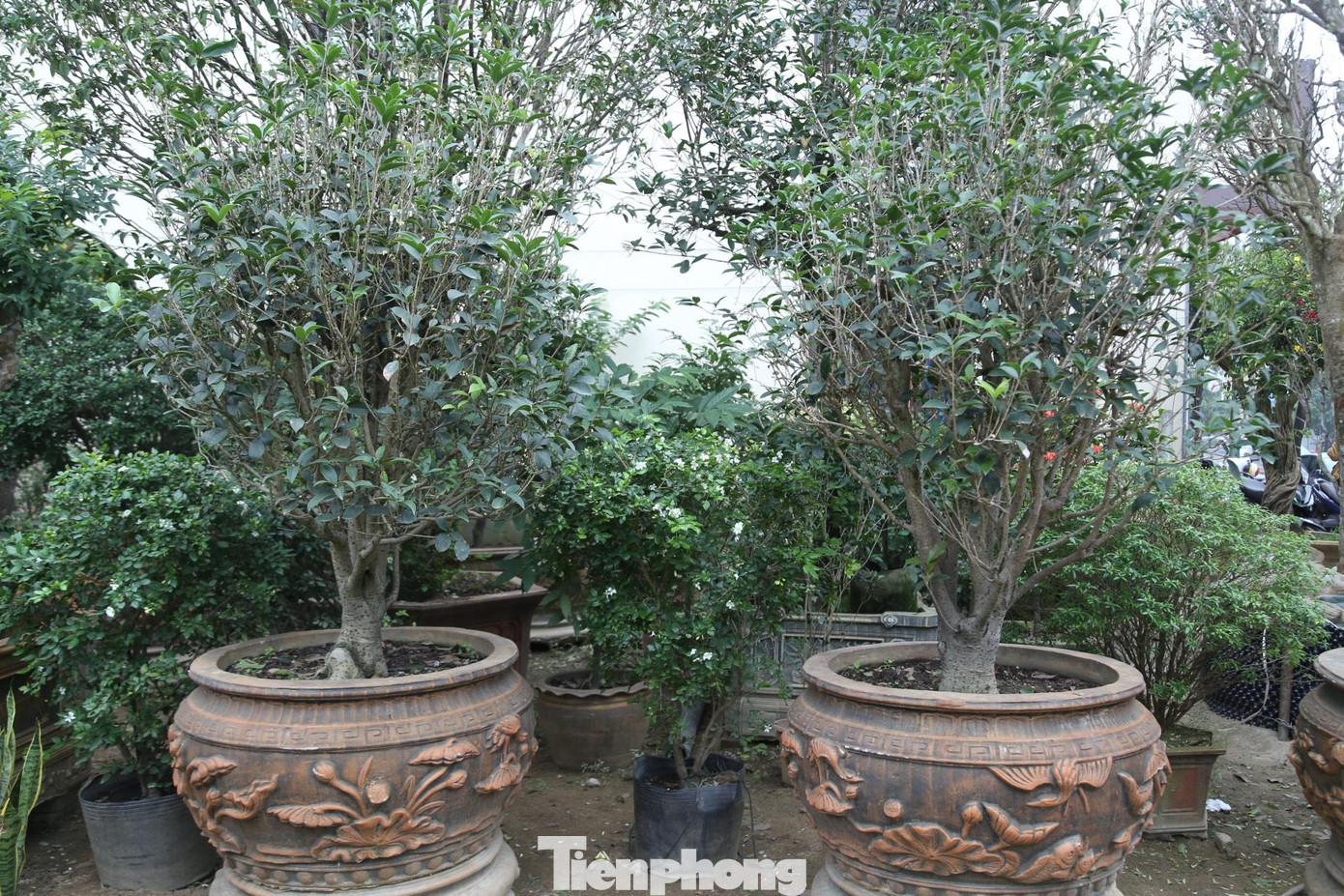 Ngoài cây mộc hương có giá gần 2 tỷ đồng, anh Trung còn sở hữu nhiều cây mộc hương quý hiếm khác, có giá hàng trăm triệu đồng/cây.