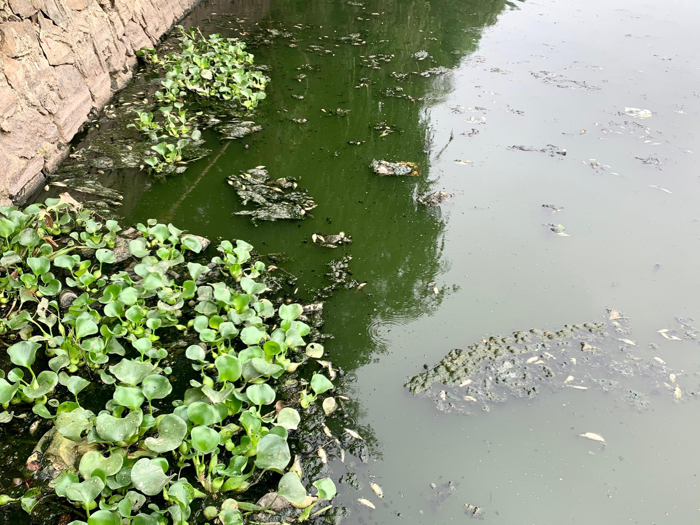 Các loại cá to, nhỏ nổi trên mặt hồ bốc mùi hôi thối. Các loại cá to, nhỏ nổi trên mặt hồ bốc mùi hôi thối.