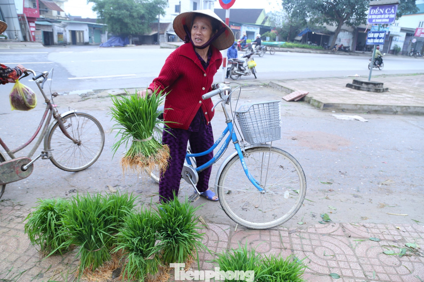 Ngoài việc chọn giống lúa phù hợp với ruộng của mình, người mua quan tâm đến chất lượng cây mạ. Những cây cứng cáp, khỏe, bộ rễ phát triển mạnh sẽ được ưu tiên.