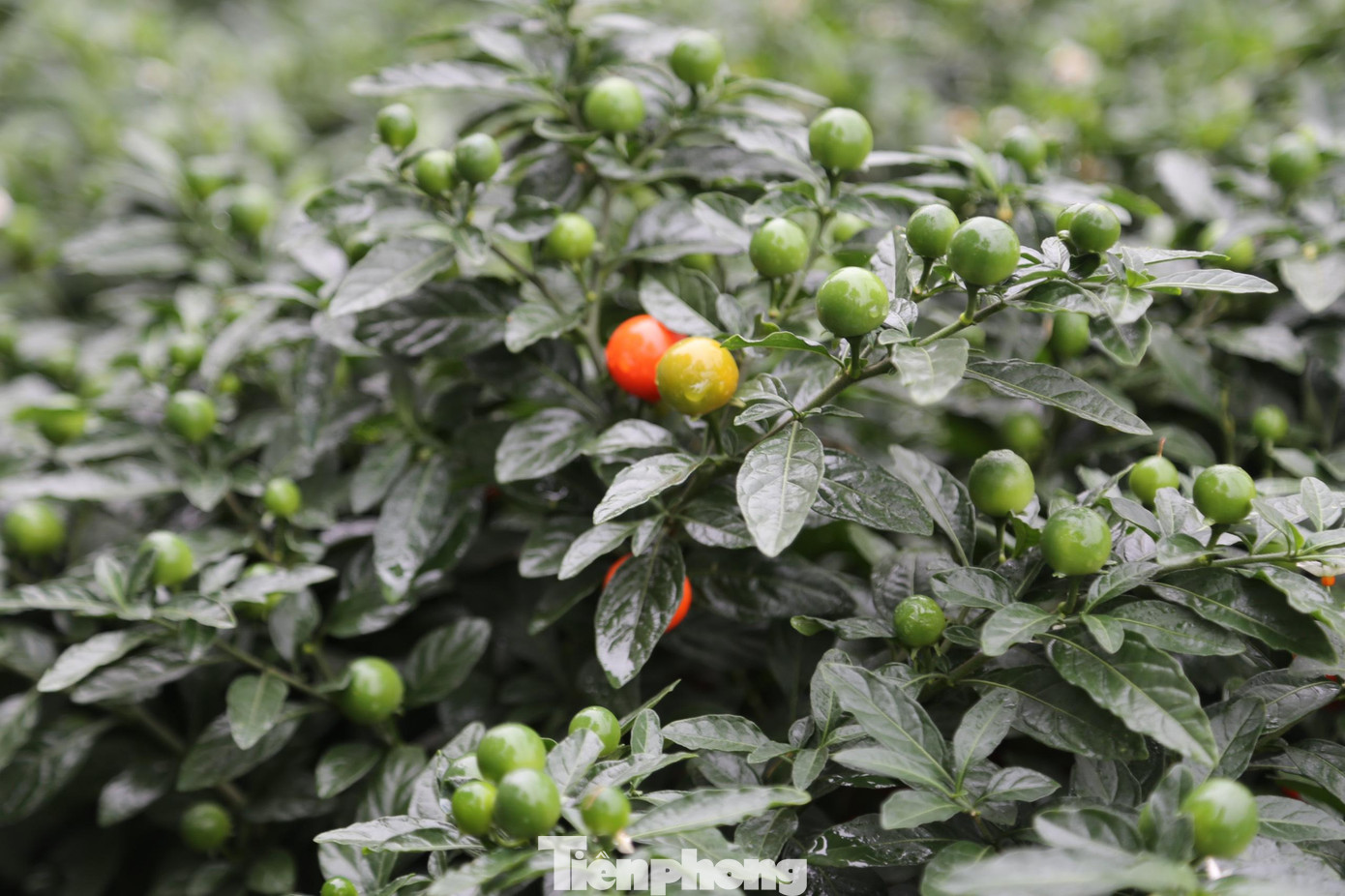 Năm nay, thị trường hoa Tết ở TP Vinh có thêm loại ớt cảnh. Những chậu ớt bé xinh được bán với giá 100.000 - 200.000 đồng/chậu. Trong ảnh, chậu ớt Nhật quả nhỏ, tròn.