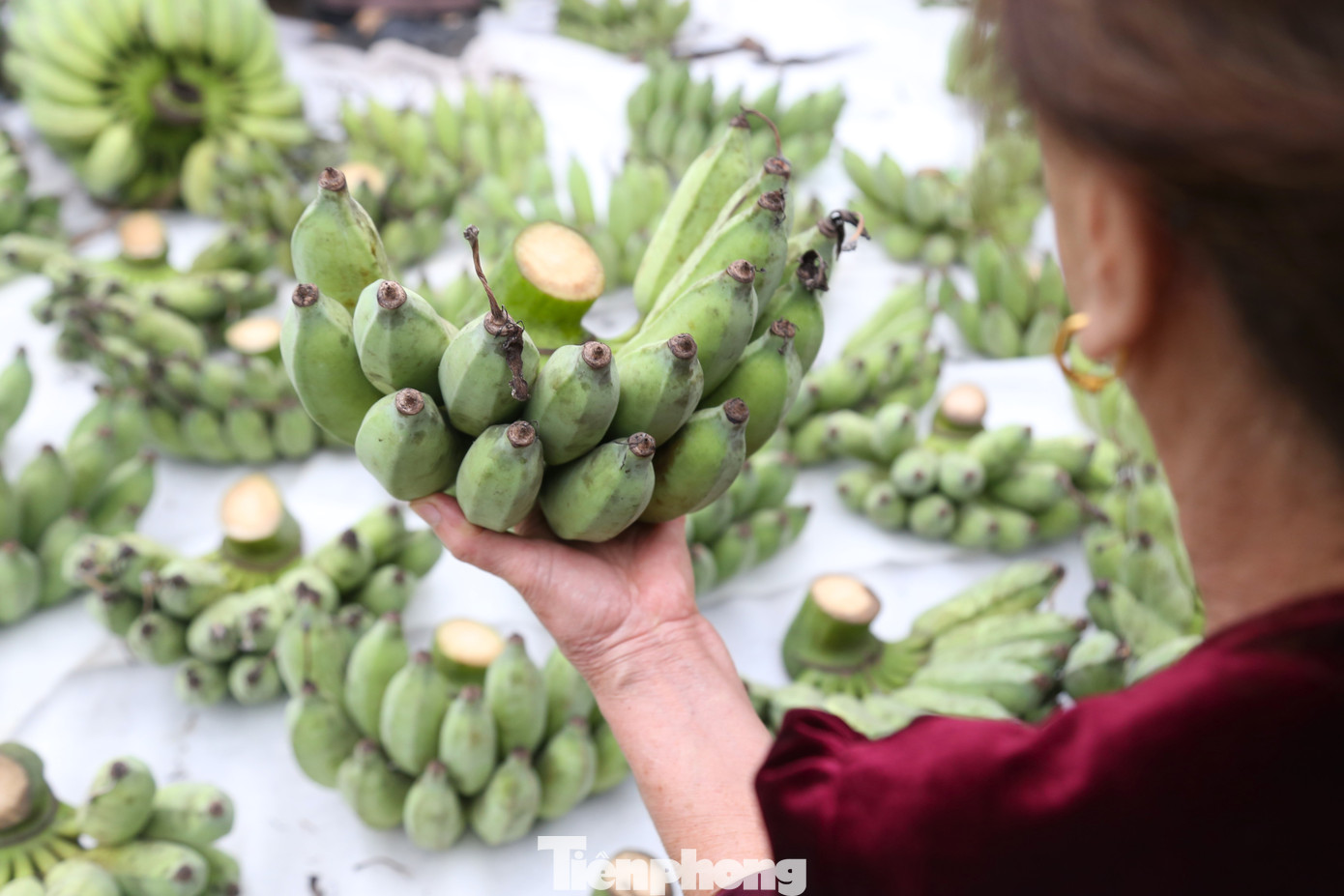 Chạy đi chạy lại hai khu chợ gần nhà, bà Trần Thị Liên (trú phường Hưng Bình, TP Vinh) mới mua được nải chuối 17 quả với giá 300.000 đồng. Theo bà, nải chuối đẹp không những phải già quả, không tì vết, còn nguyên các râu hoa ở đầu quả mà còn phải có số quả lẻ.