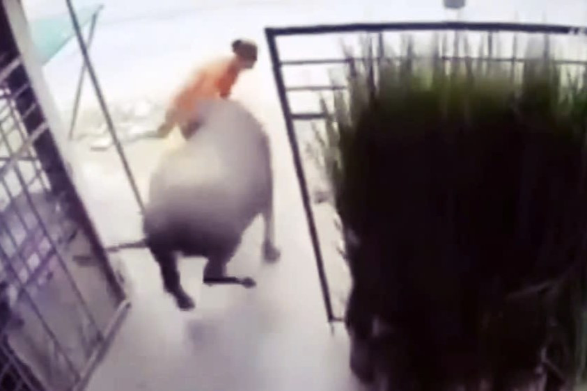 Hình ảnh con trâu húc bà Tư khiến bà gãy 4 xương sườn. Ảnh cắt từ video