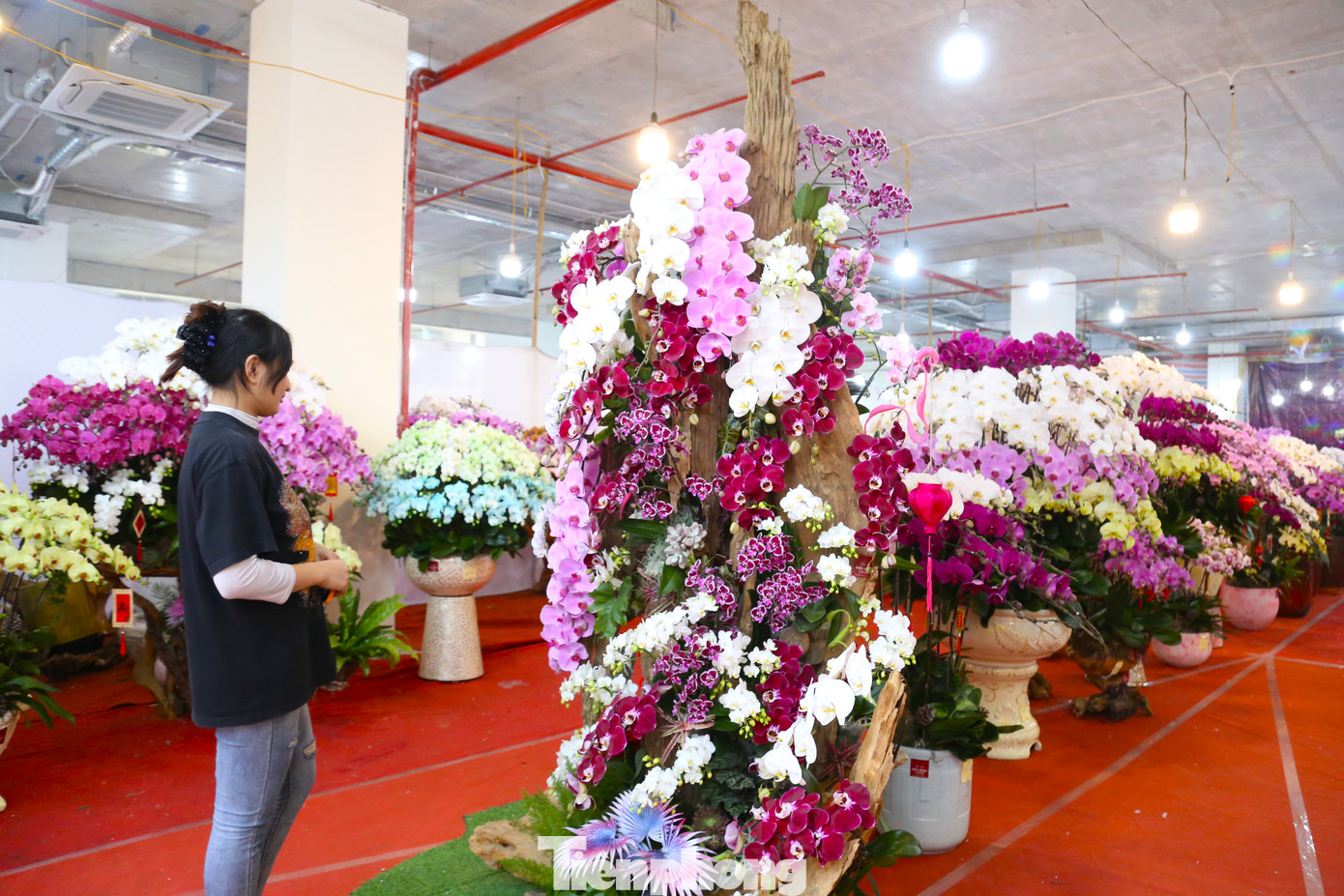 Chị Nguyễn Thị Hiền (chủ cửa hàng bán hoa lan trên đường Lê Nin, TP. Vinh) cho biết, năm nay, chị nhập 15.000 cành lan hồ điệp Đà Lạt với giá từ 200 nghìn đồng đến 3 triệu đồng mỗi cành tùy loại. “Từ đầu tháng 12 âm lịch đến nay, cửa hàng tiêu thụ nhiều chậu lan hồ điệp thiết kế trên gỗ lũa. Khách thường chọn gỗ lũa trước, sau đó mới phối hoa để phù hợp với dáng gỗ”, chị Hiền chia sẻ.