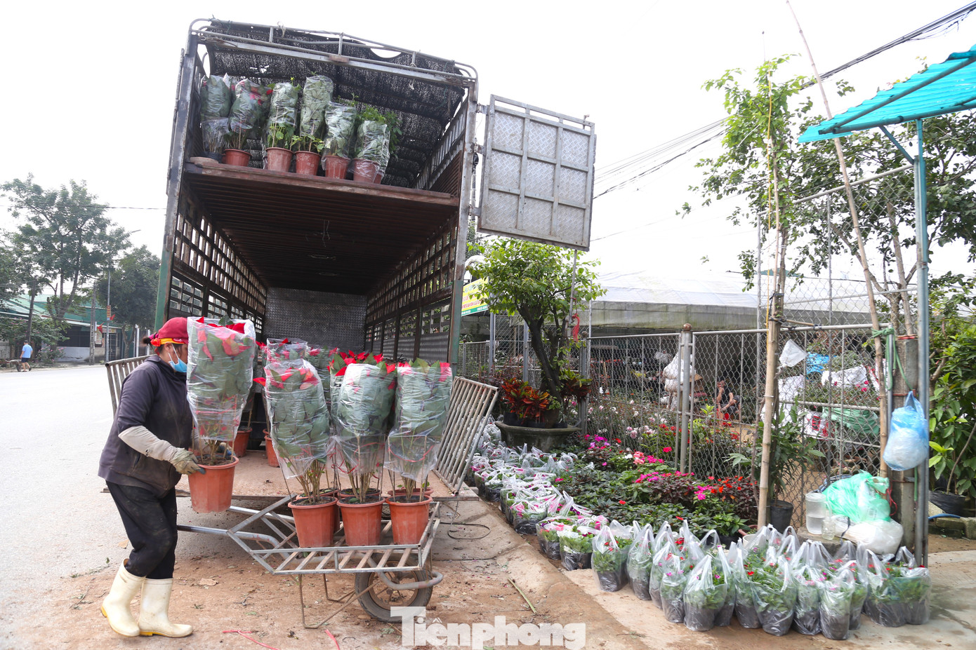 Những ngày này, xe chở hoa, cây cảnh Tết nối đuôi nhau đổ về các vườn hoa ở TP Vinh, Nghệ An. Để đáp ứng khối lượng công việc lớn, các nhà vườn phải thuê thêm nhân công.