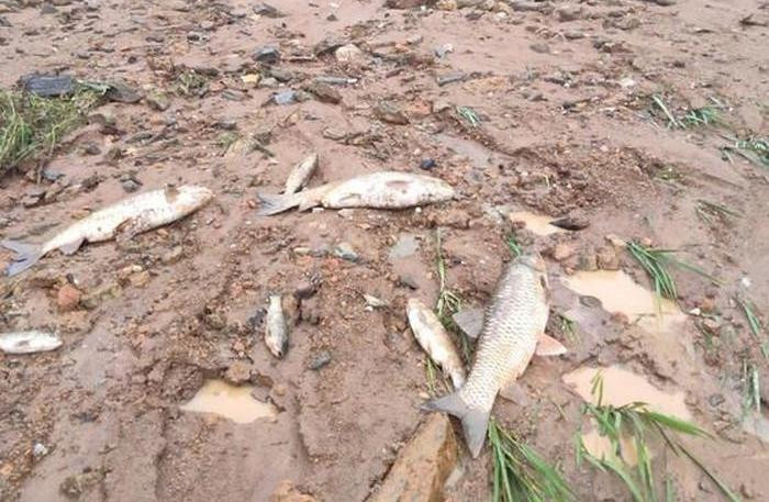 Nước dâng cao, cá từ lồng bè tràn ra ngoài Nước dâng cao, cá từ lồng bè tràn ra ngoài