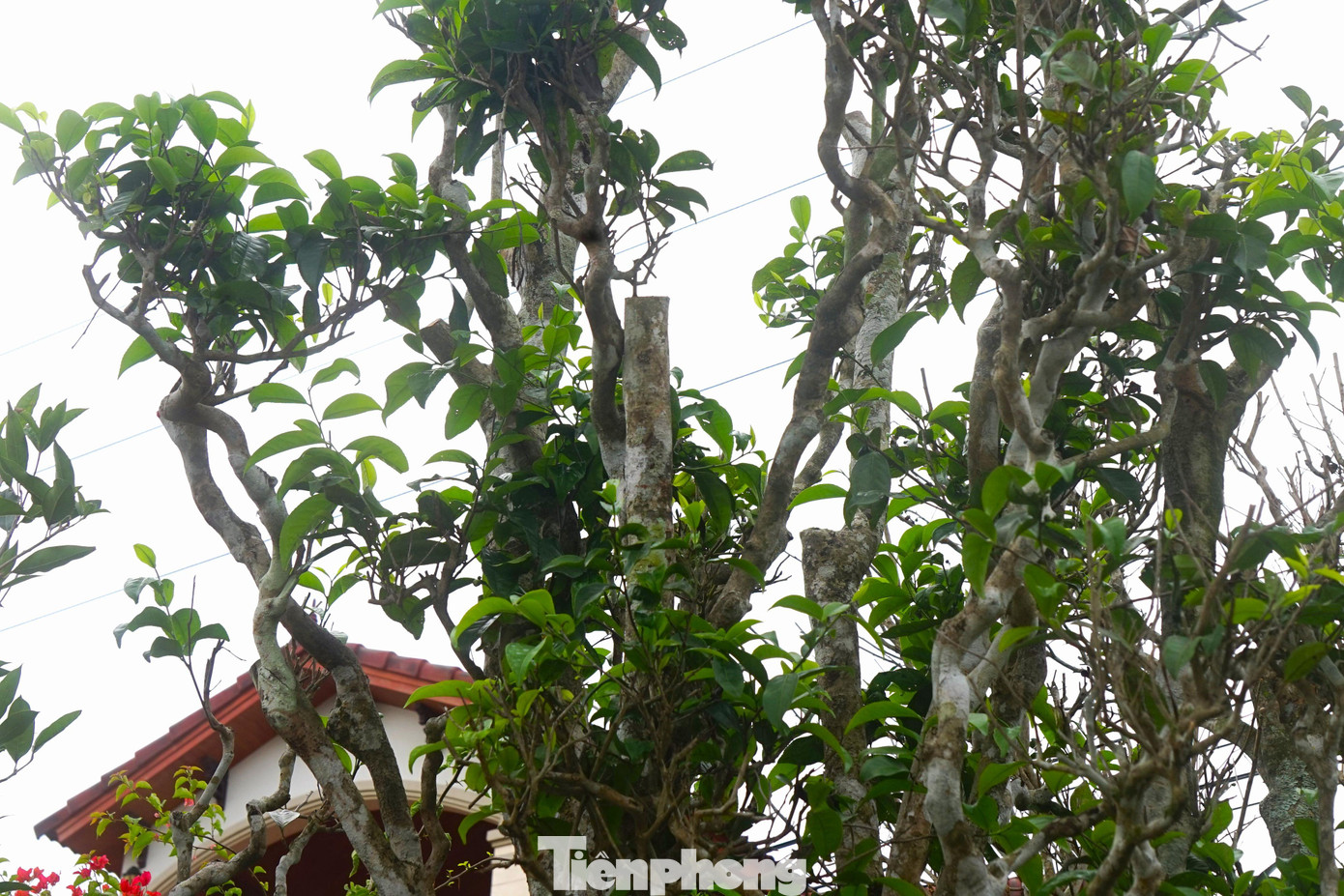 Một cây chè cổ đã ra chồi xanh rất đẹp