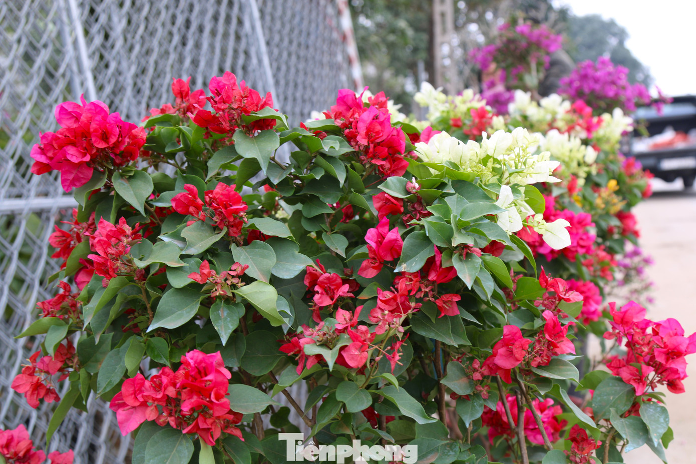 “Hoa giấy là loài hoa ưa nắng, càng nắng hoa càng nở rộ. Hoa có nhiều màu, từ màu tím, trắng, vàng, hồng, đỏ. Thậm chí trên cùng một thân cũng có thể ghép nhiều màu lại với nhau. Khác với việc trồng hoa giấy leo bụi tự nhiên như ngày xưa, nay người dân chuộng hoa giấy leo trên các giàn sắt, dễ dàng cắt tỉa, định hình và di chuyển lúc cần”, anh Trọng nói.