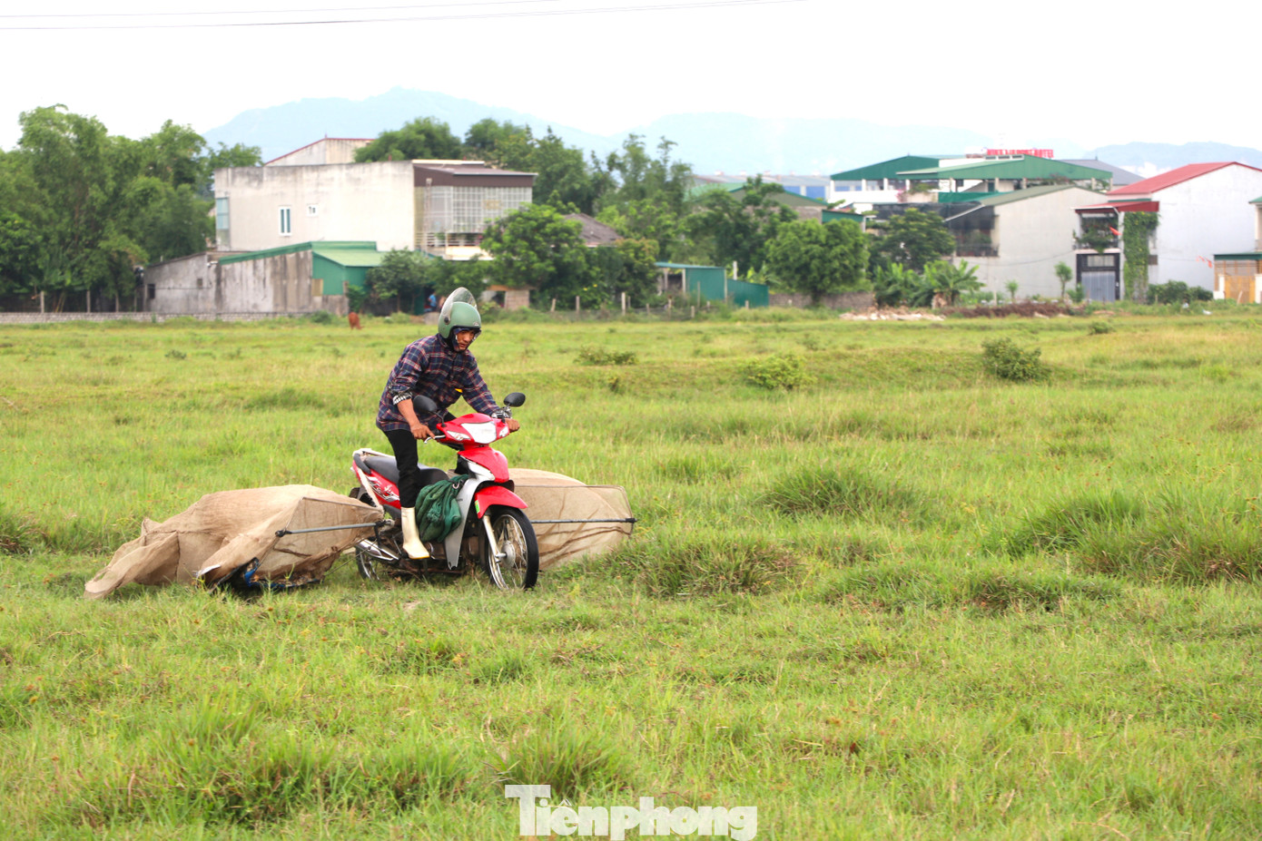 Anh Hồ Đức Tiến (trú thị xã Hoàng Mai, Nghệ An) cho biết, hàng ngày, anh cùng ‘bạn săn’ vượt quãng đường khoảng 80km từ thị xã Hoàng Mai vào thành phố Vinh để săn châu chấu.