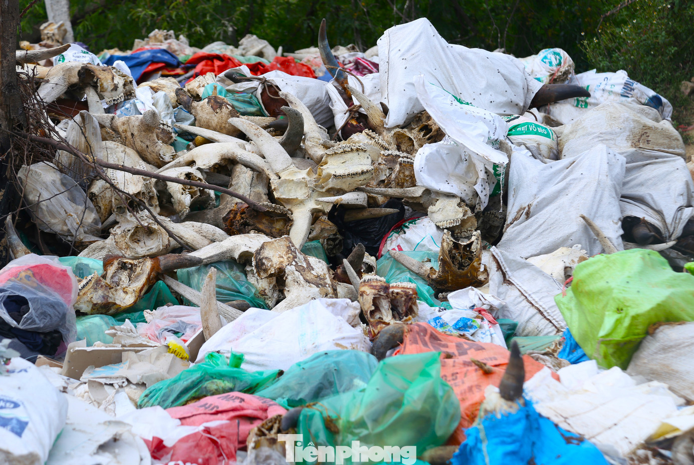 “Những đầu trâu, bò sau khi giết mổ và bán, không tiêu thụ được nên được vứt ra khu vực này. Bãi rác này đã tồn tại trong suốt một thời gian dài, gây ô nhiễm nghiêm trọng. Mùi hôi thối nồng nặc, ruồi muỗi, từ khu vực khiến cuộc sống của người dân bị đảo lộn”, một người dân sống gần khu “nghĩa địa” trâu, bò cho hay.