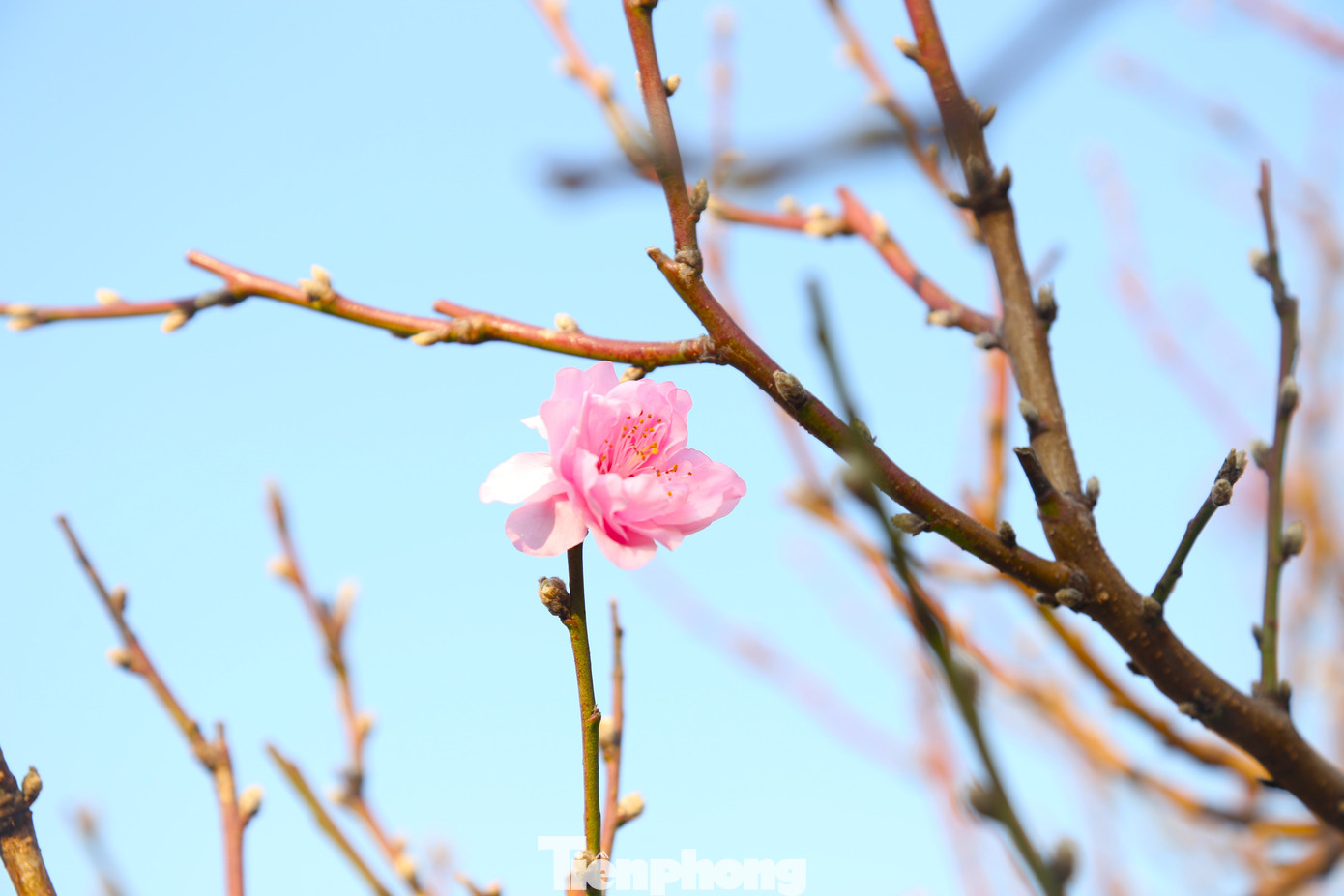 Đào phai mang nét đẹp tinh khiết, dịu dàng.