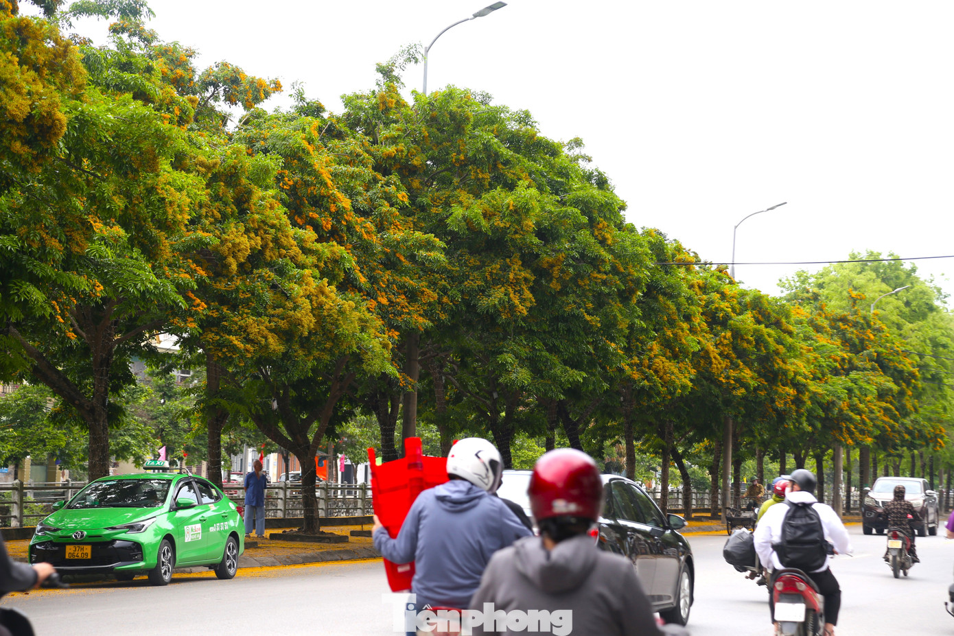 Trên nhiều con phố ở thành Vinh như Đại lộ Lê Nin, Nguyễn Phong Sắc,… hoa giáng hương đang vào trà nở rộ.