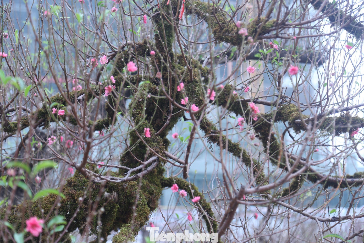 Những cành cây đào được tạo dáng rất bắt mắt.